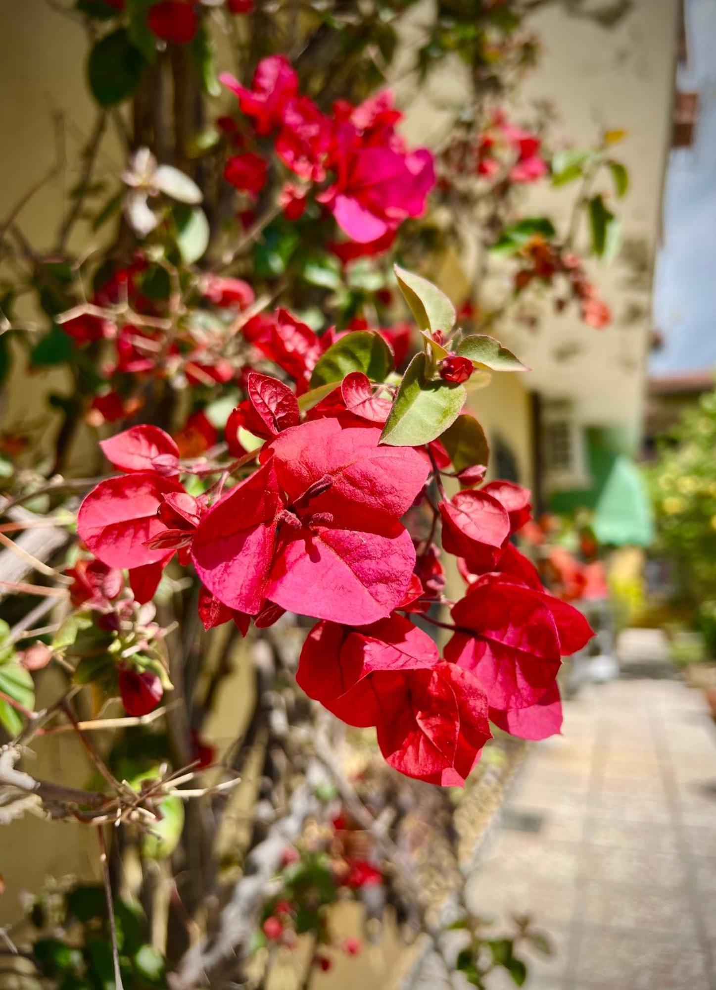 Bed&Breakfast Villa Lorena Forte dei Marmi Exterior foto